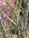 Euphorbia rhombifolia