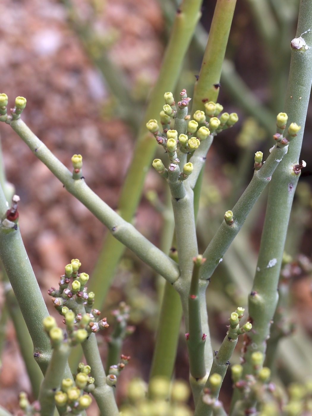 Image of Euphorbia rhombifolia specimen.