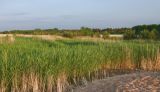 Phragmites australis