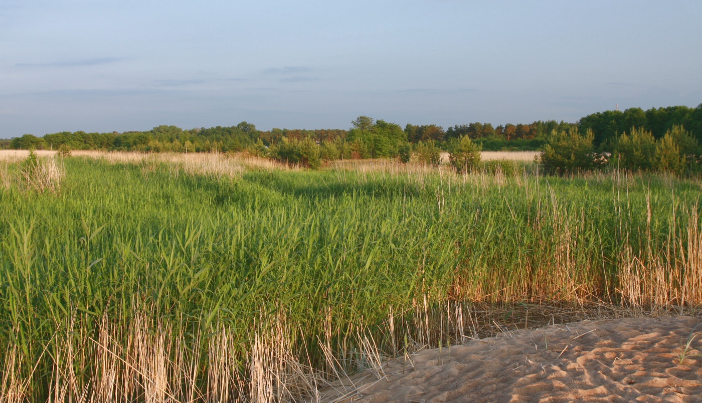 Изображение особи Phragmites australis.