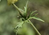 Aconitum lamarckii