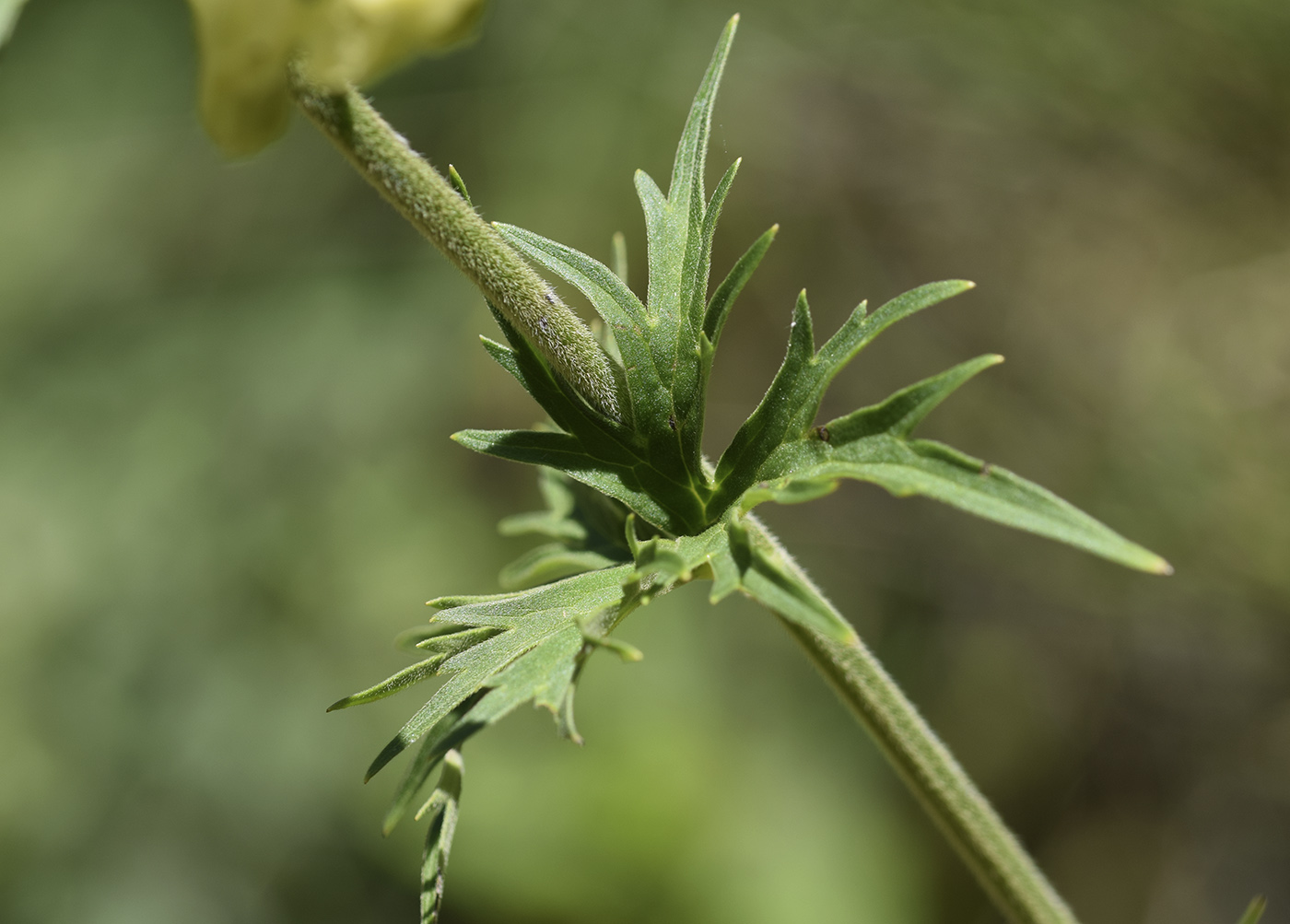 Изображение особи Aconitum lamarckii.