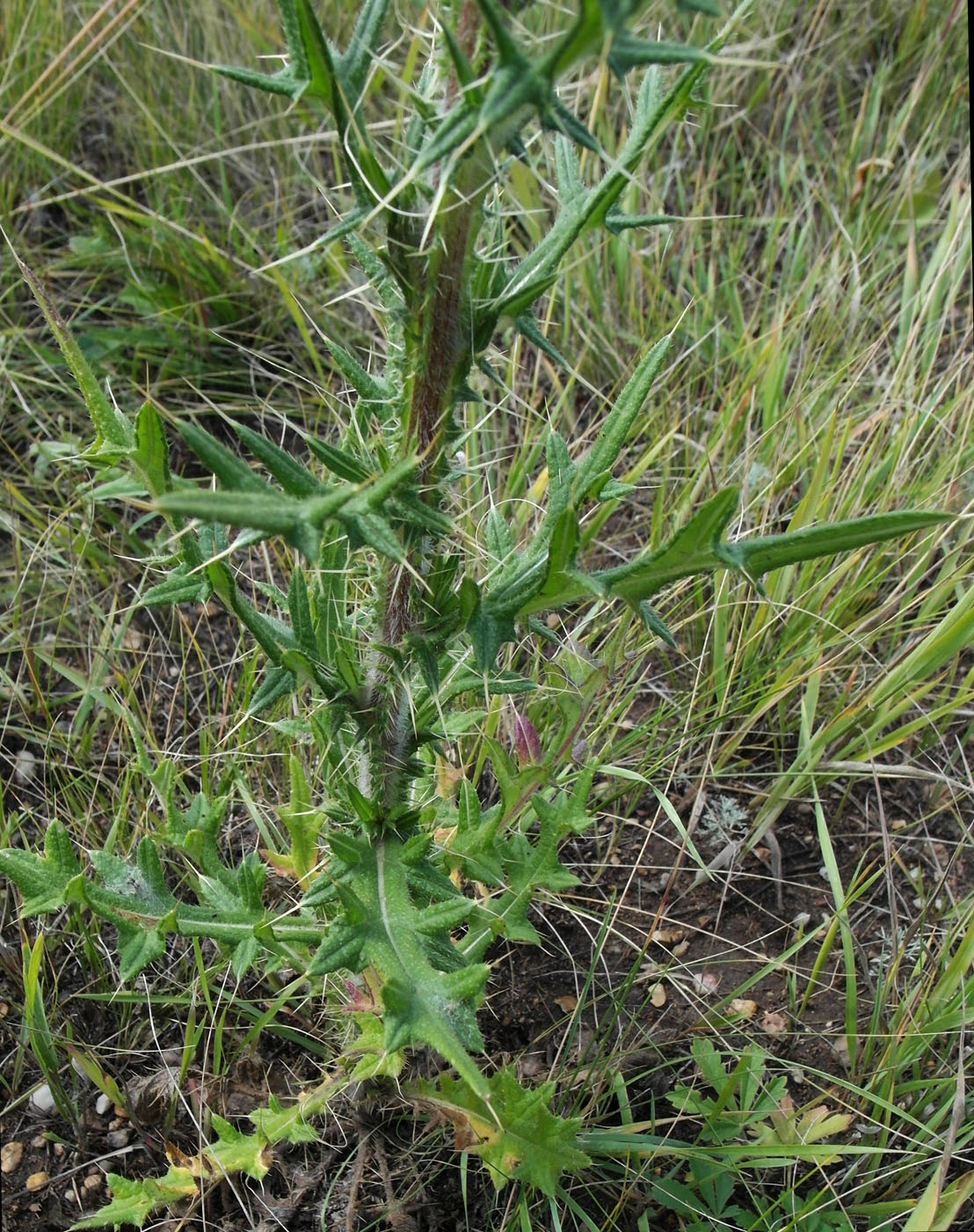 Image of Cirsium vulgare specimen.
