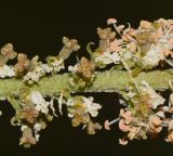 Image of taxon representative. Author is Татьяна Мальчинская