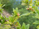 Mespilus germanica. Часть ветви с плодом. Южный Берег Крыма, сев.-вост. склон горы Аю-Даг, задернованная скала. 06.08.2019.