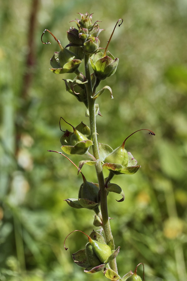 Изображение особи род Digitalis.