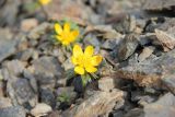 Eranthis longistipitata. Цветущие растения на каменистом водораздельном гребне. Узбекистан, хребет Нуратау, Нуратинский заповедник, урочище Хаятсай, около 1500 м н.у.м., каменистая россыпь. 29.03.2014.