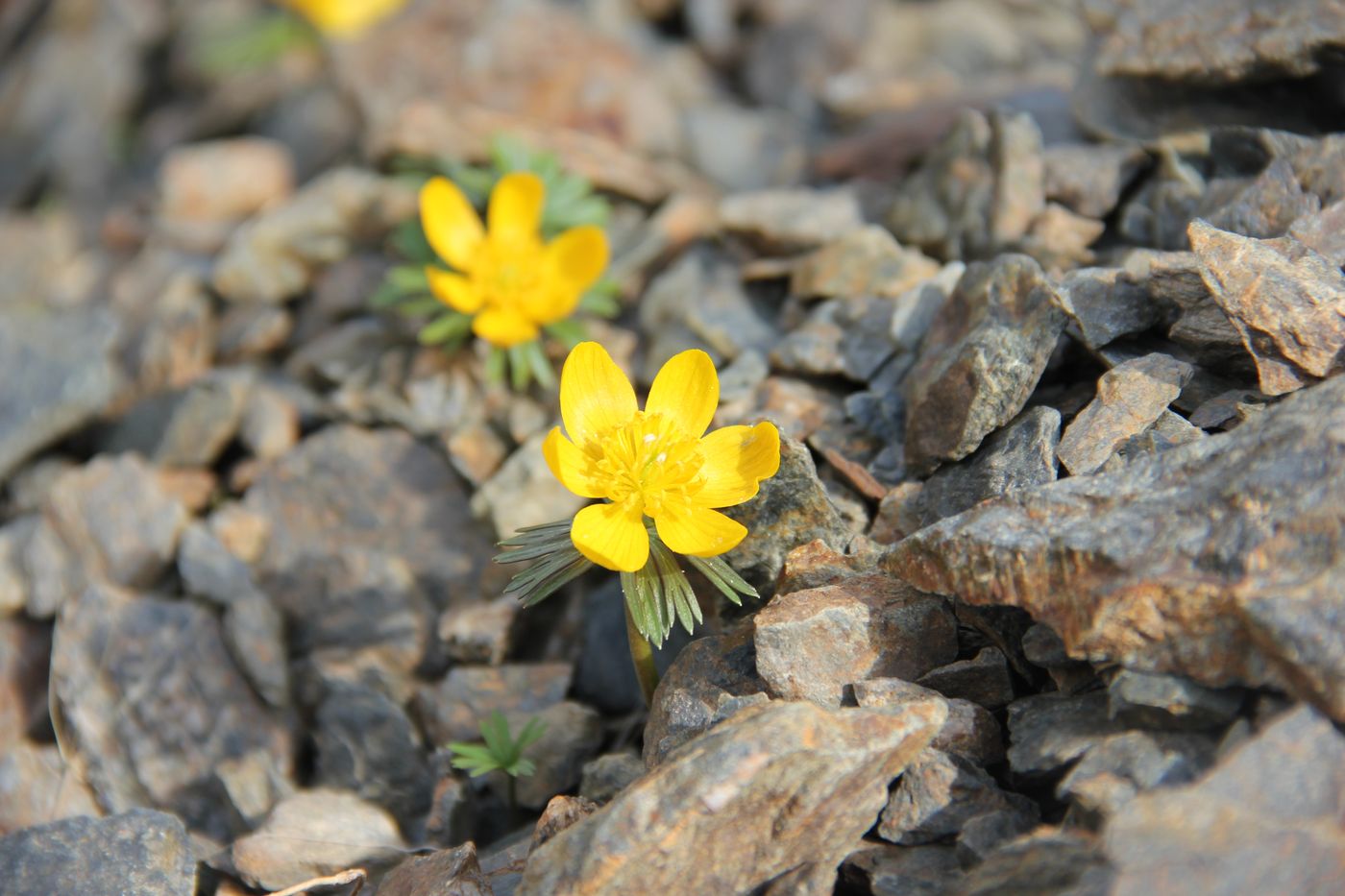 Image of Eranthis longistipitata specimen.