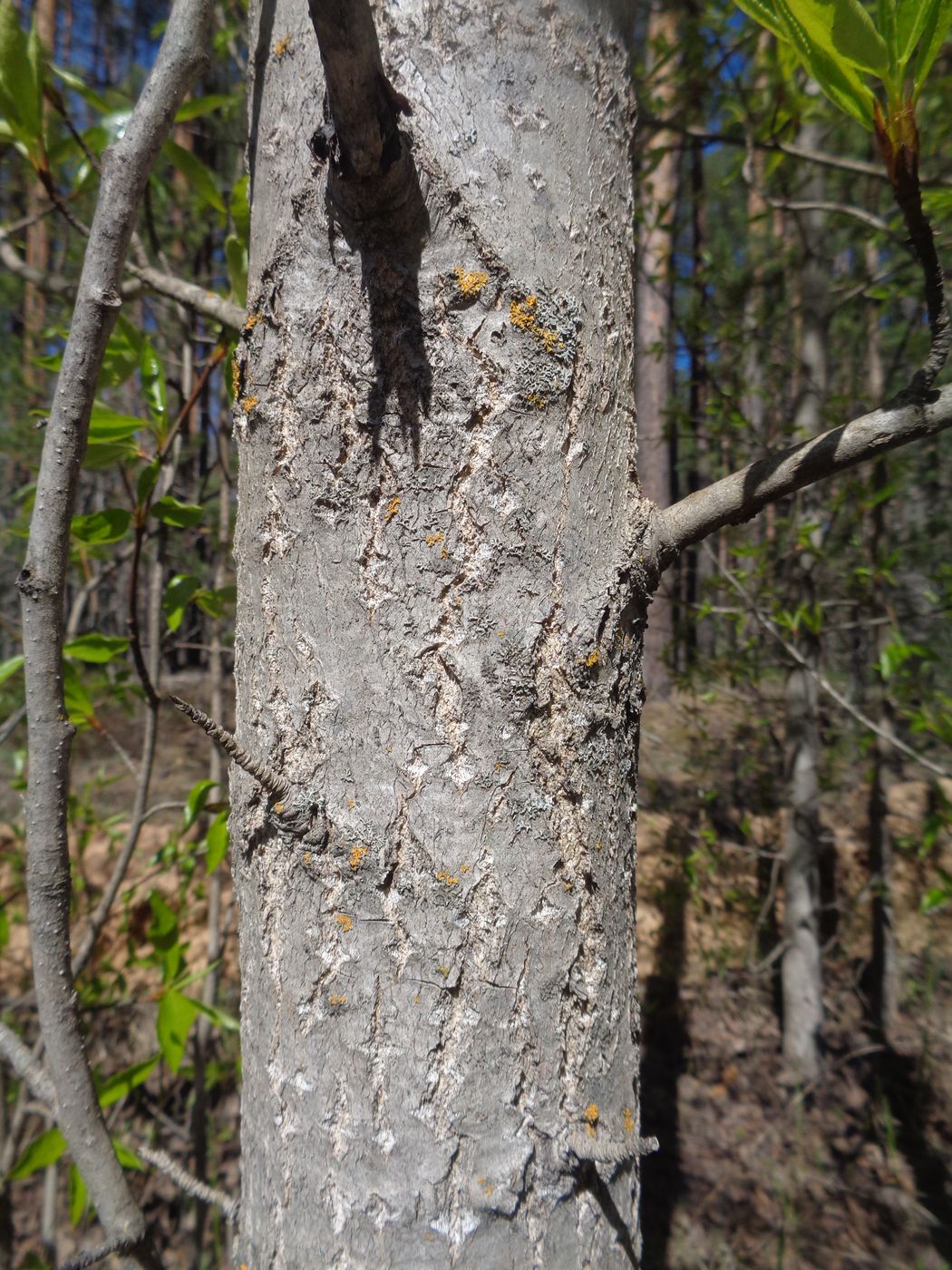 Image of Populus longifolia specimen.