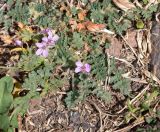 Erodium moschatum. Цветущее растение. Перу, регион Куско, археологический комплекс \"Писак\". 12.10.2019.