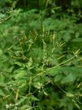 Anthriscus sylvestris