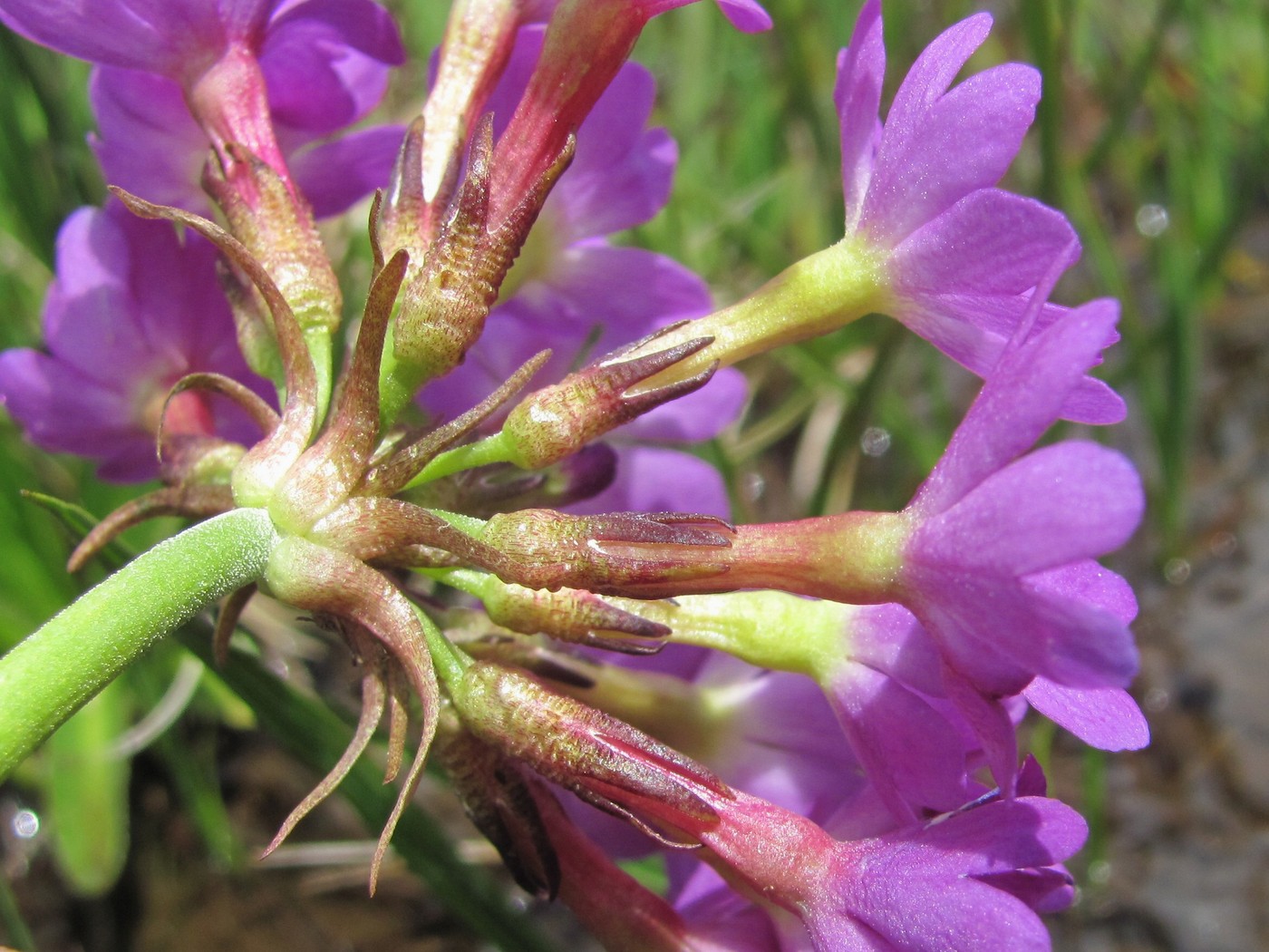 Image of Primula auriculata specimen.