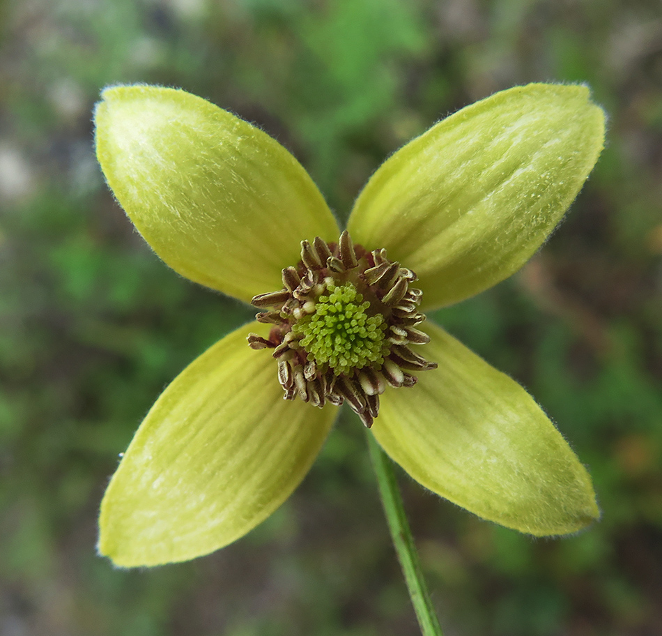Image of Clematis serratifolia specimen.