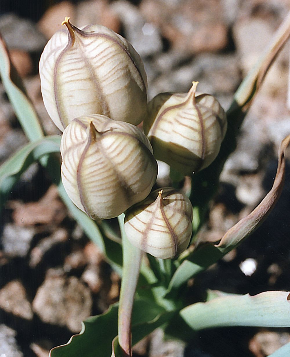 Изображение особи Tulipa hissarica.