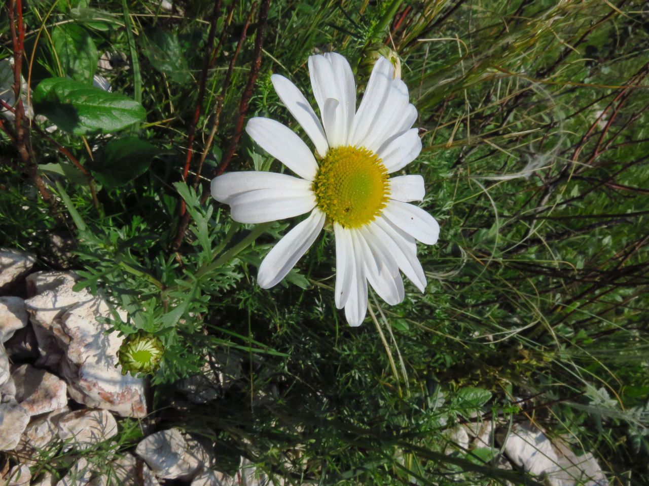 Image of Chrysanthemum sinuatum specimen.