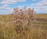 Limonium gmelinii