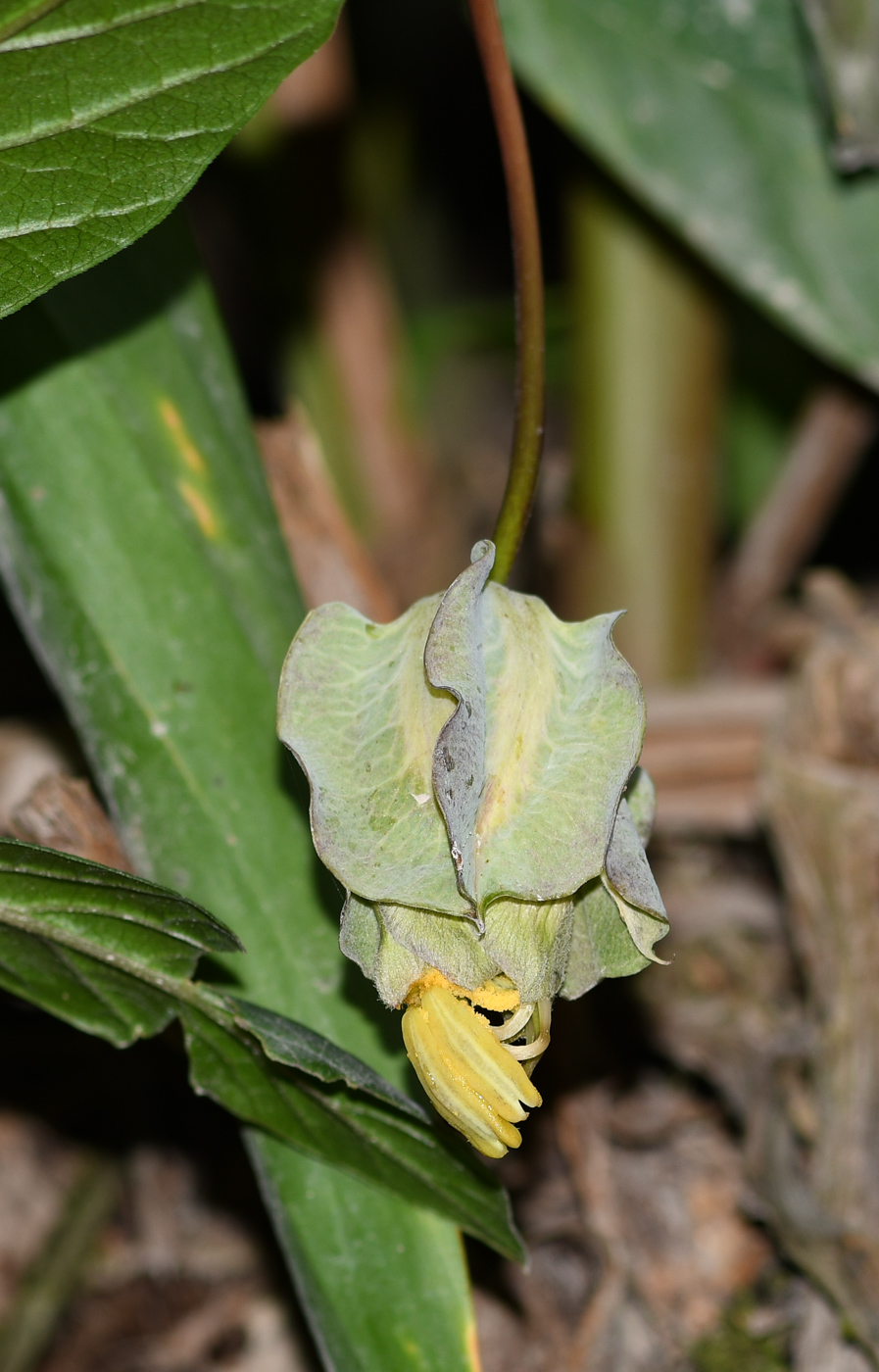 Image of Cobaea scandens specimen.