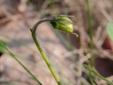 Viola rupestris