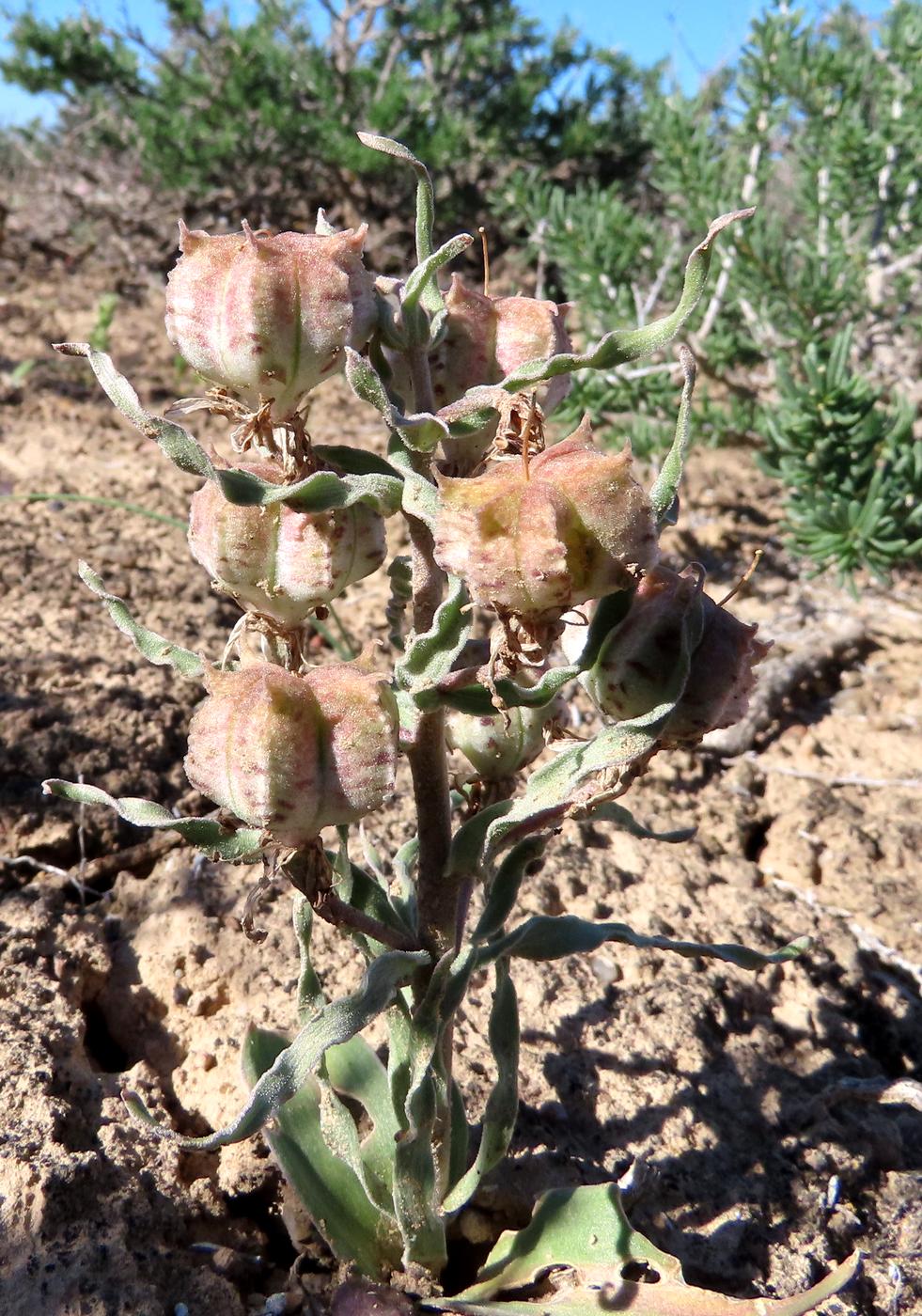 Изображение особи Rhinopetalum karelinii.