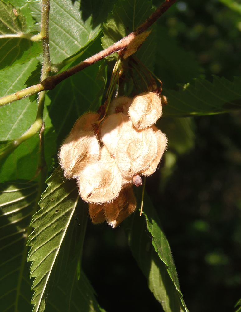 Изображение особи Ulmus laevis.