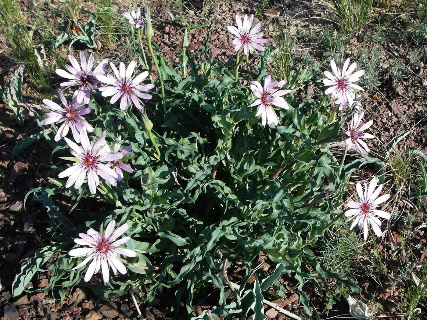 Image of Tragopogon marginifolius specimen.