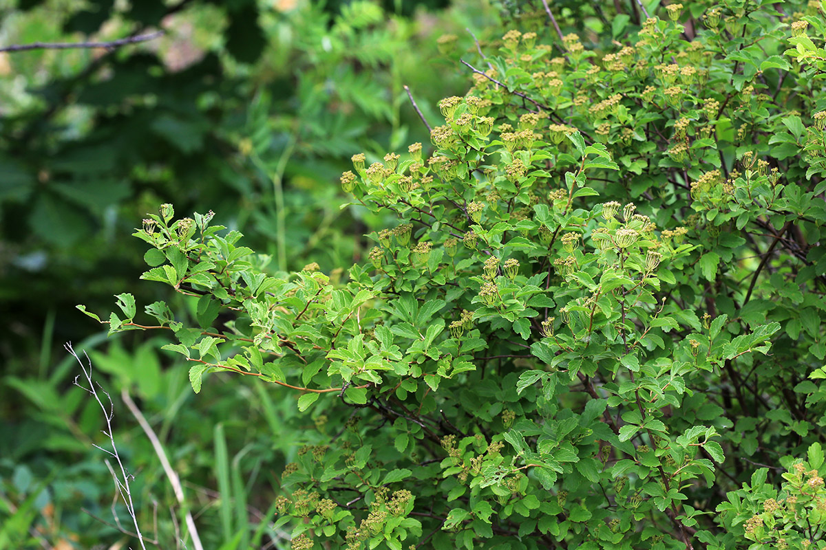 Image of Spiraea turczaninowii specimen.