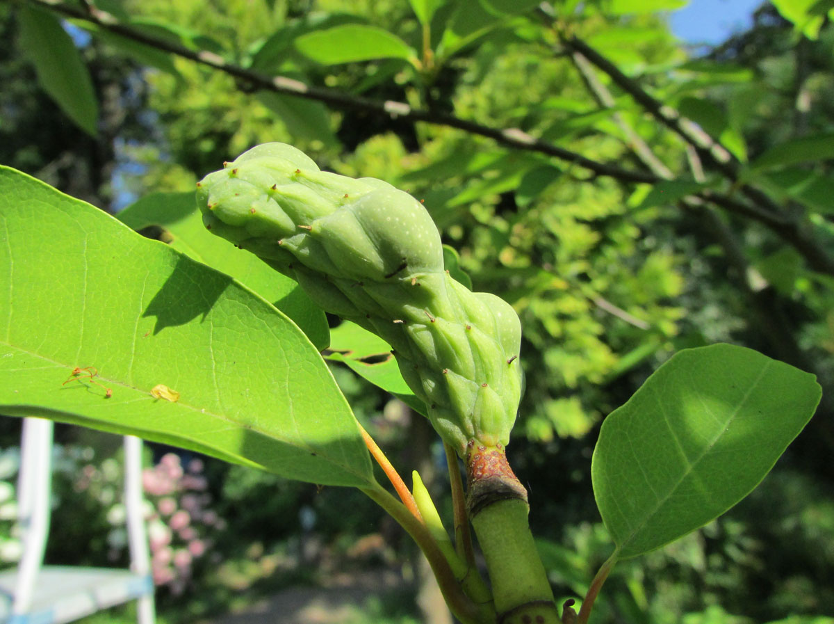 Image of Magnolia salicifolia specimen.