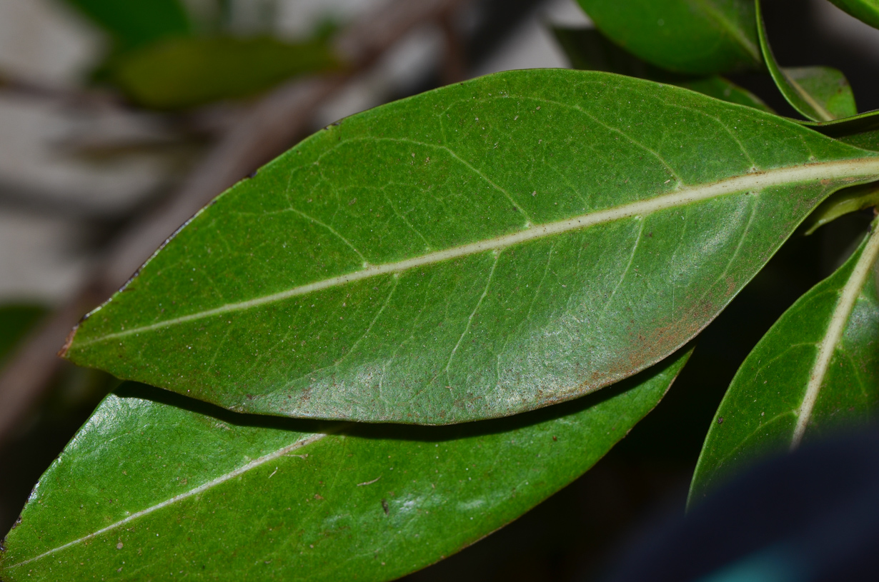 Изображение особи Conocarpus erectus.