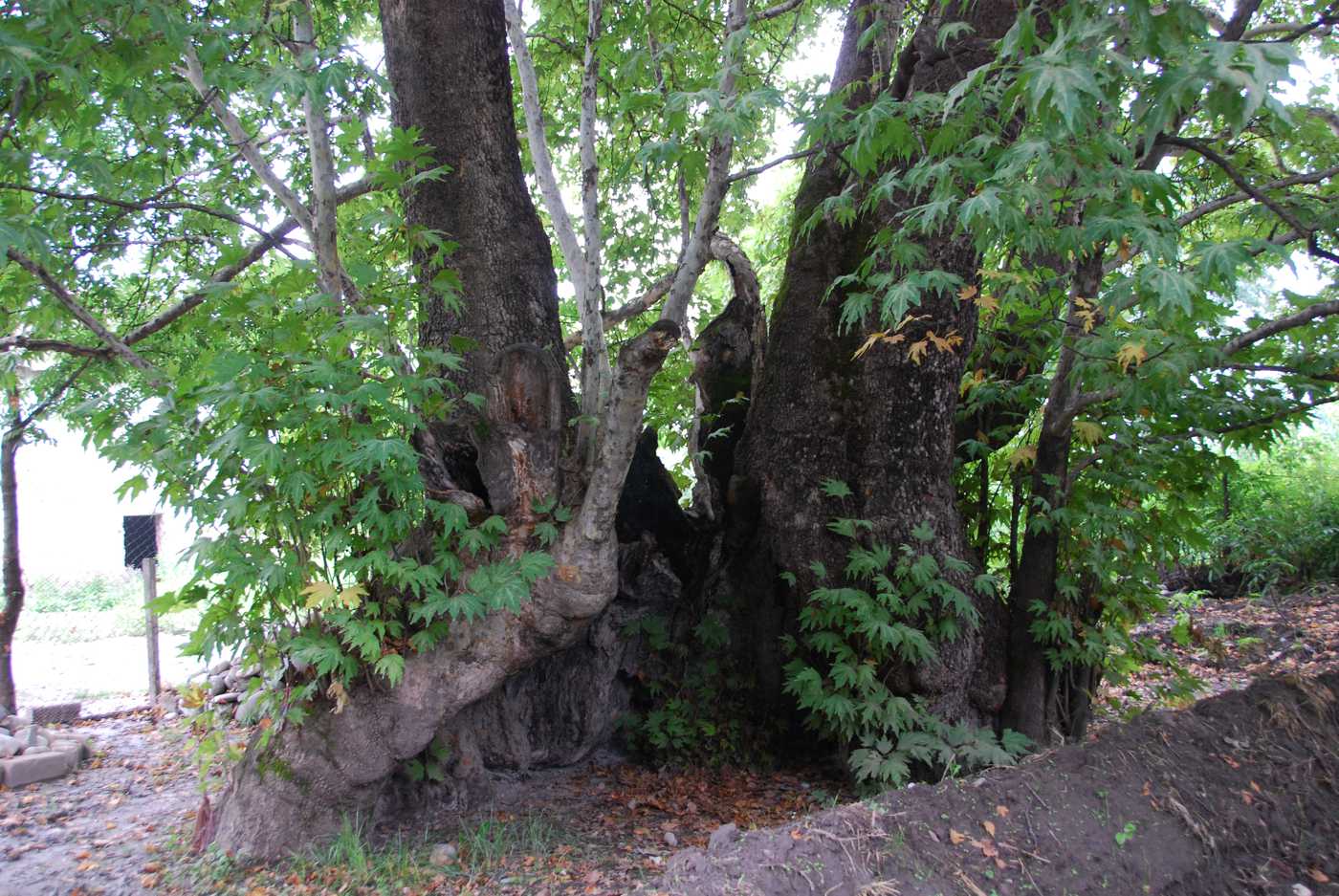 Image of Platanus orientalis specimen.