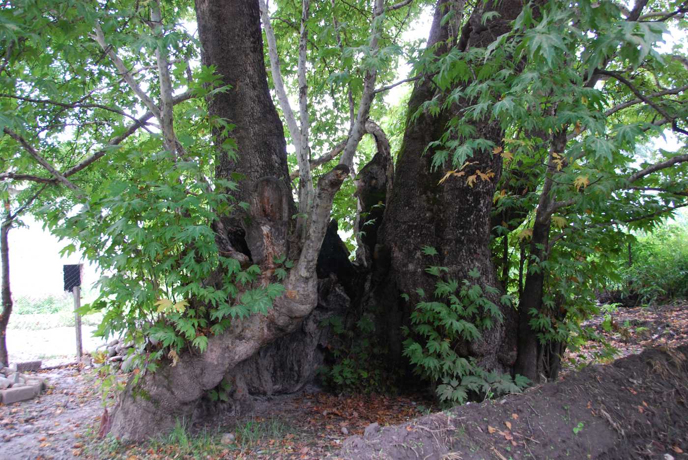 Изображение особи Platanus orientalis.