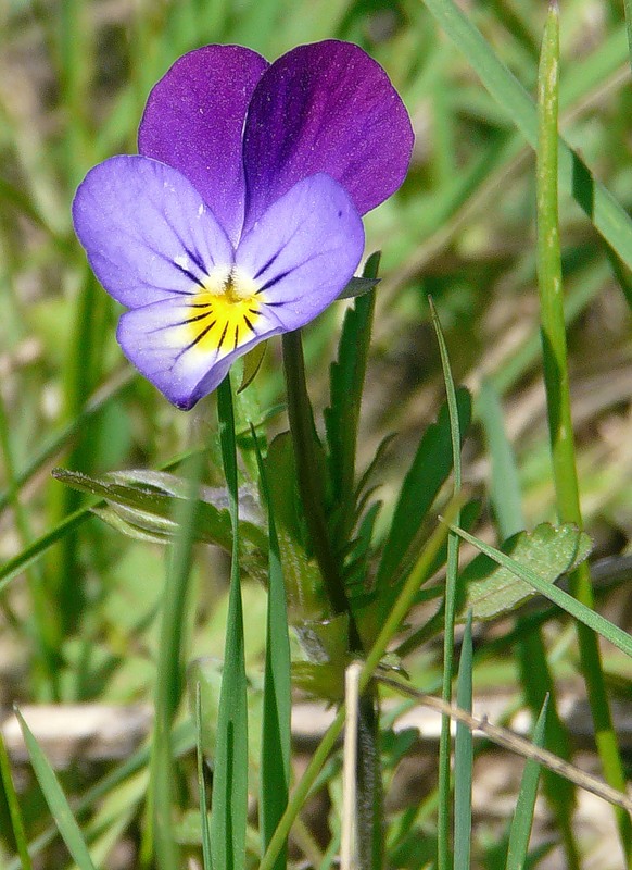 Image of Viola tricolor specimen.