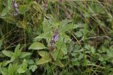 Mentha arvensis