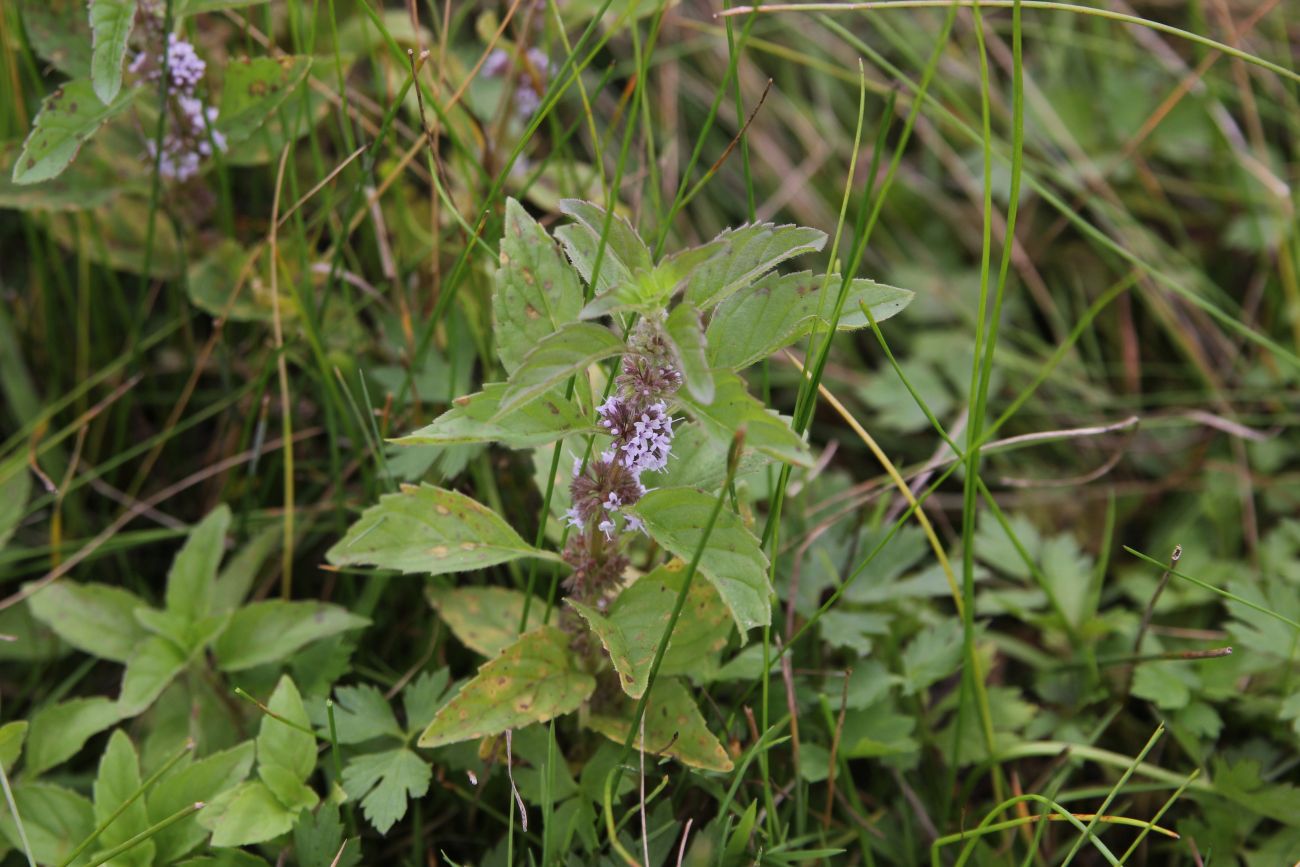 Image of Mentha arvensis specimen.