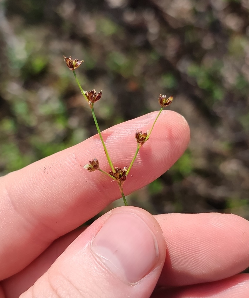 Изображение особи род Juncus.