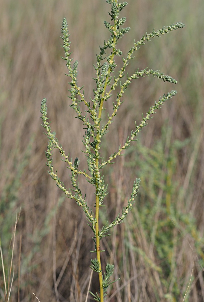 Image of Bassia prostrata specimen.