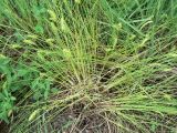 Carex leiorhyncha. Цветущее растение. Хабаровск, ул. Монтажная 15, во дворе. 04.07.2011.