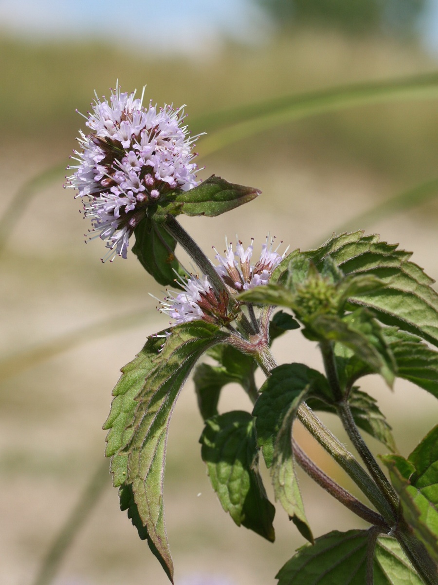 Image of Mentha aquatica specimen.