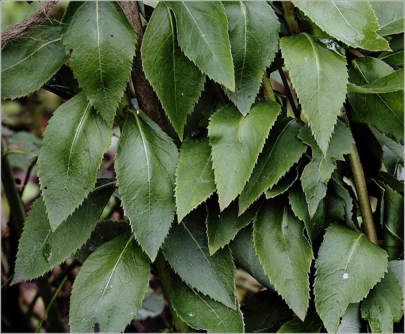 Image of Platycodon grandiflorus specimen.