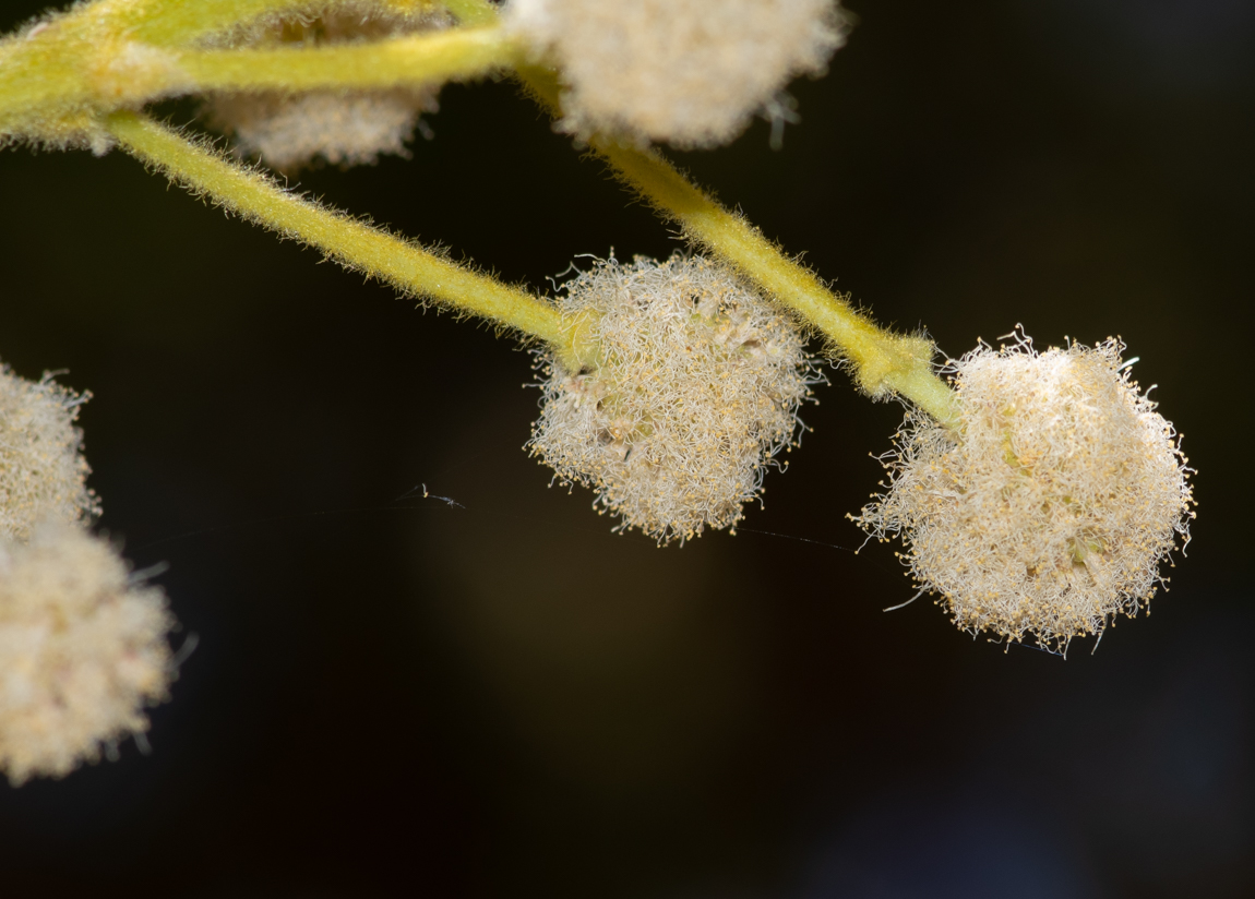 Image of Vachellia sieberiana specimen.