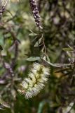 Callistemon pallidus