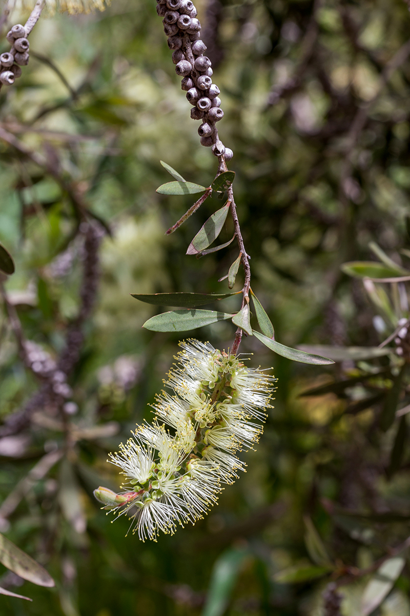 Изображение особи Callistemon pallidus.