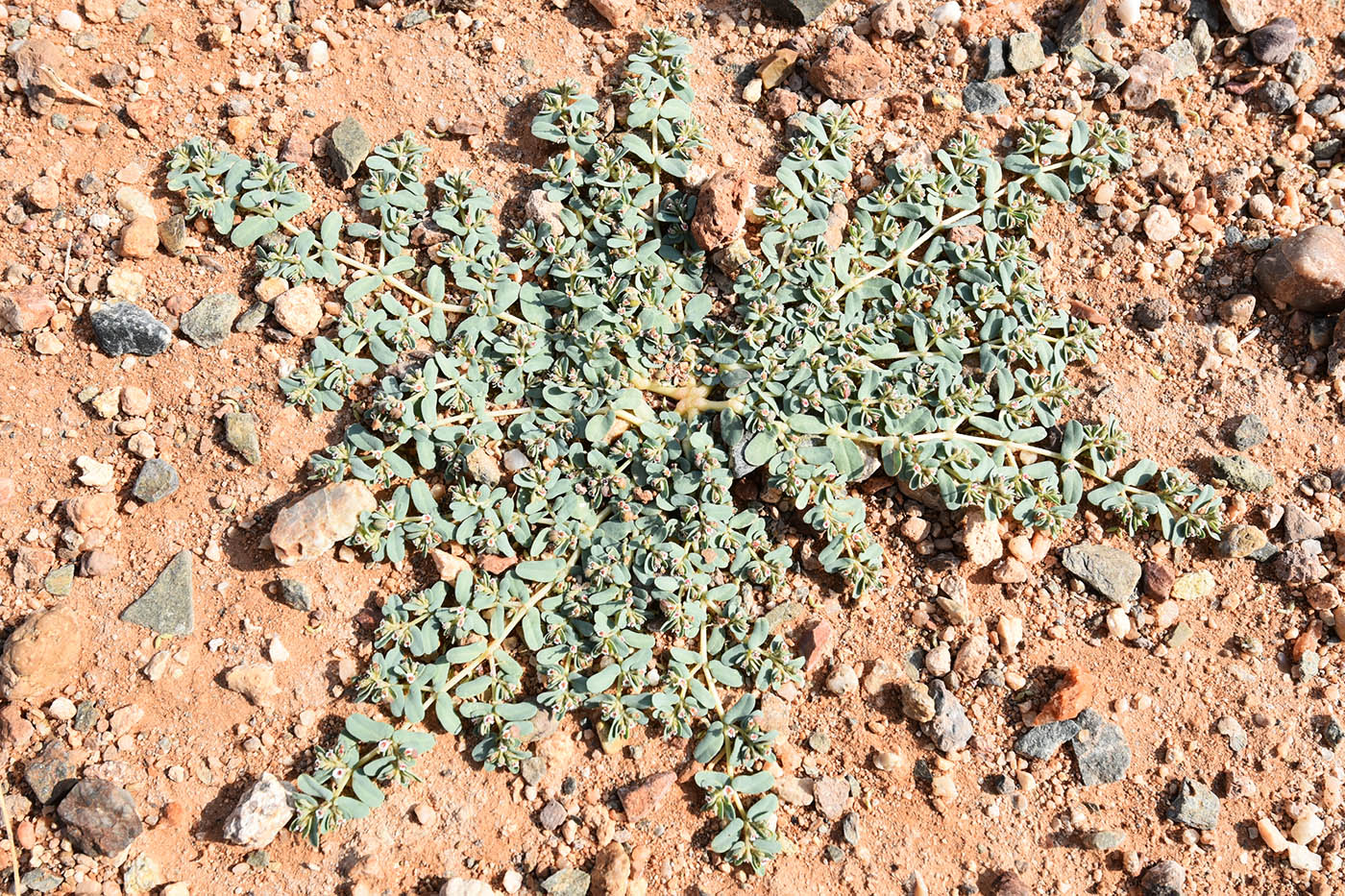 Image of genus Euphorbia specimen.