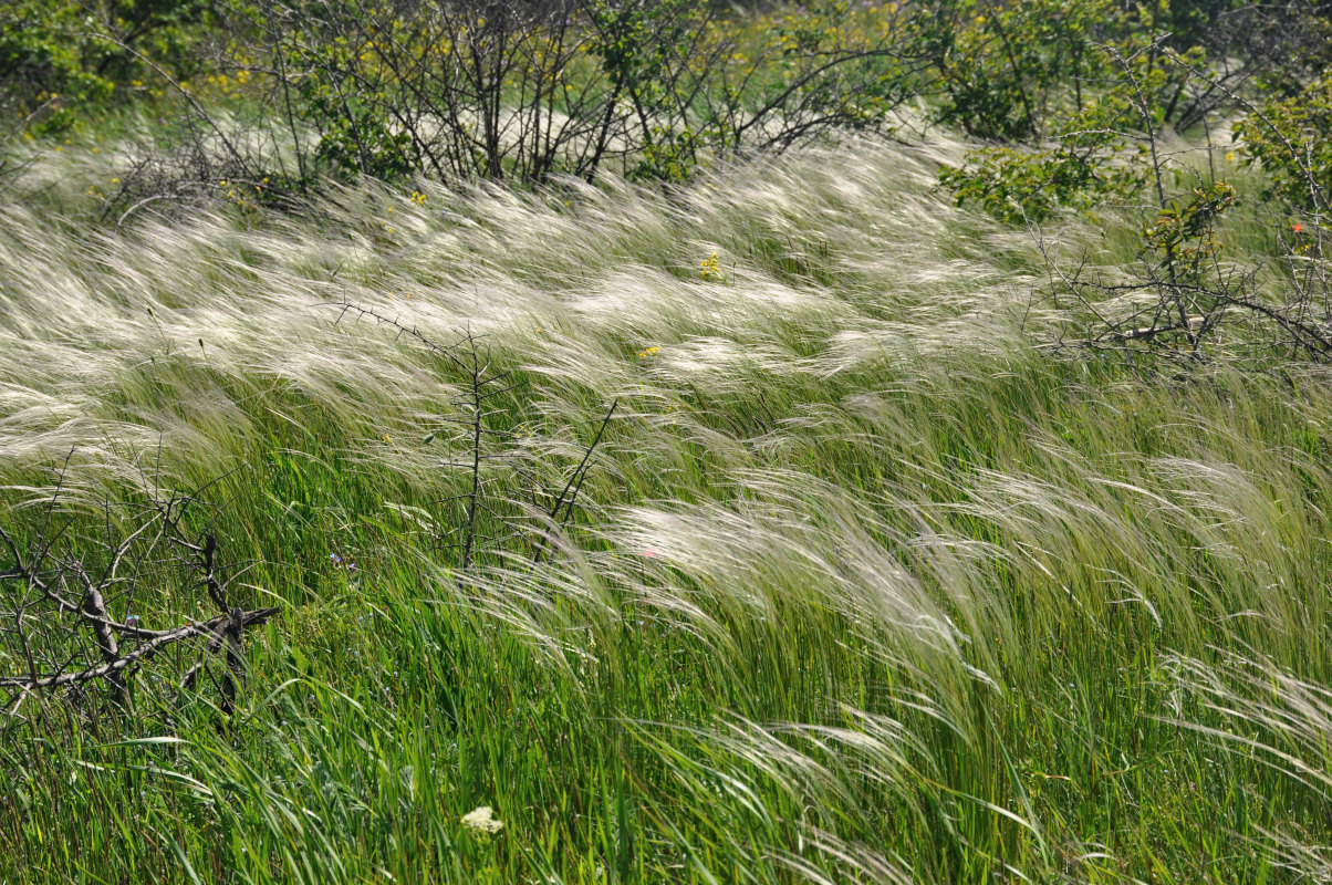 Изображение особи род Stipa.