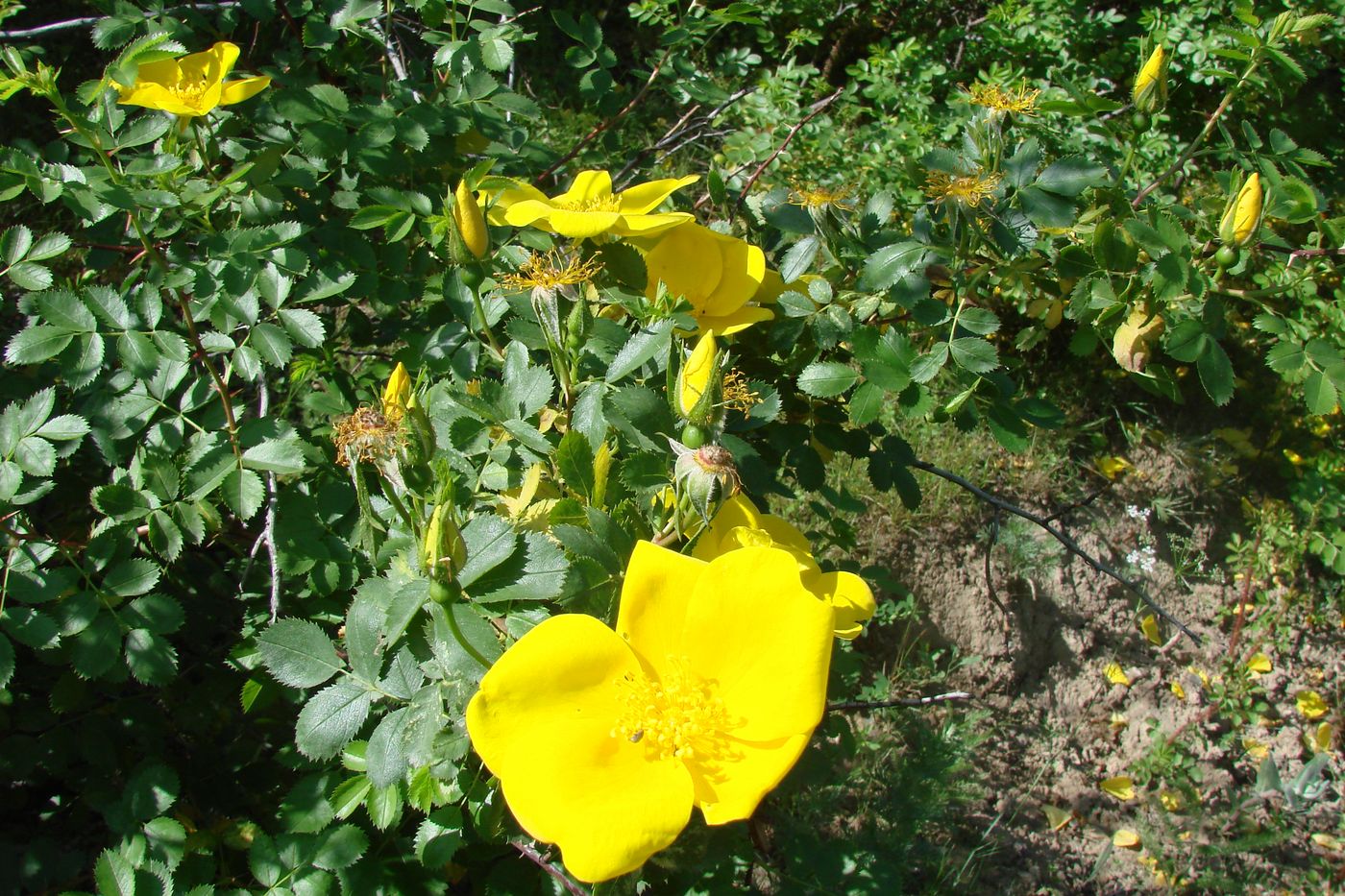 Image of Rosa kokanica specimen.