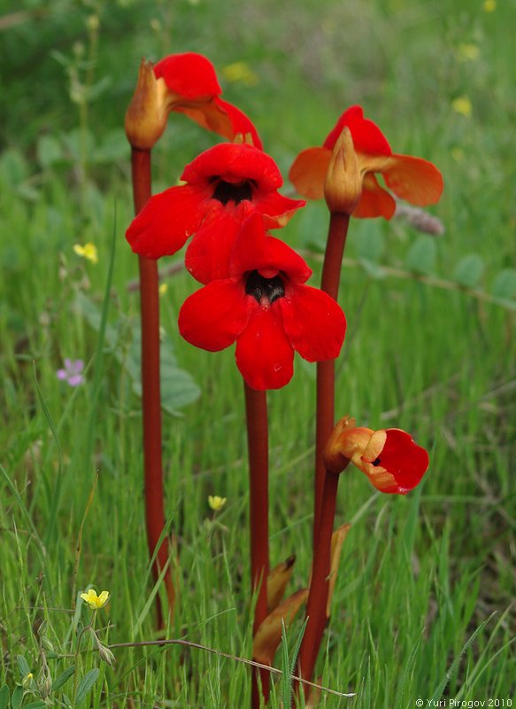 Image of Phelypaea coccinea specimen.