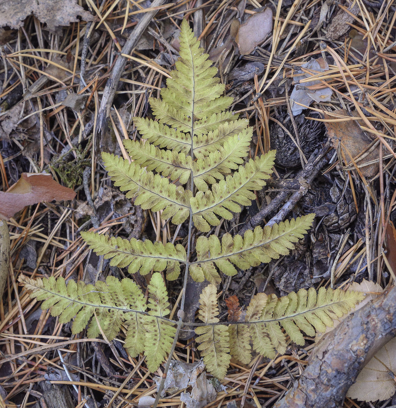 Image of Gymnocarpium robertianum specimen.