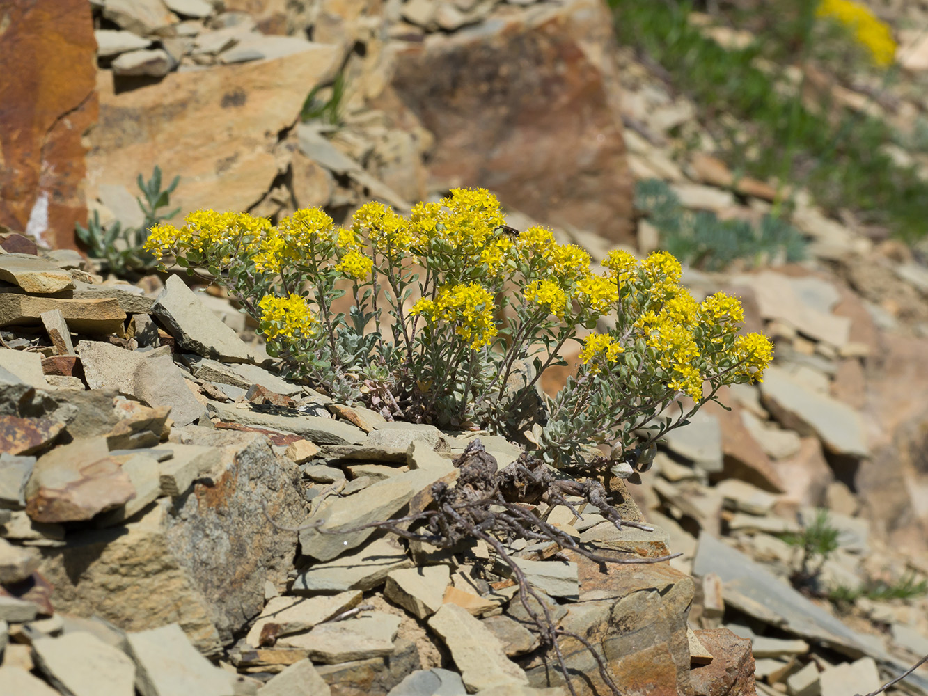 Image of Odontarrhena obtusifolia specimen.