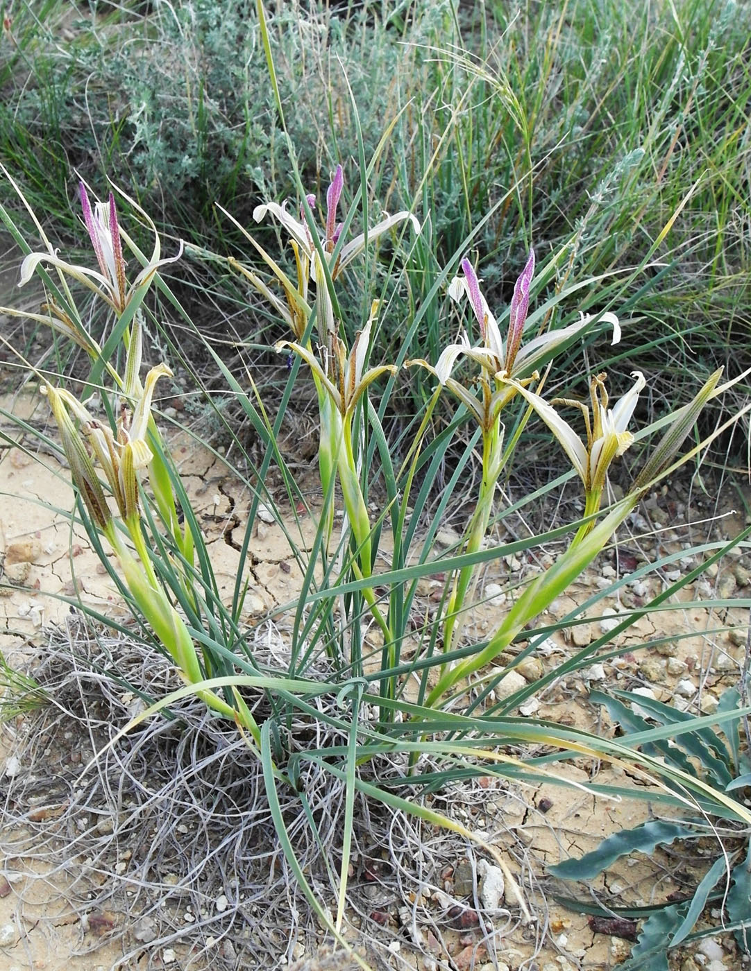 Изображение особи Iris songarica.