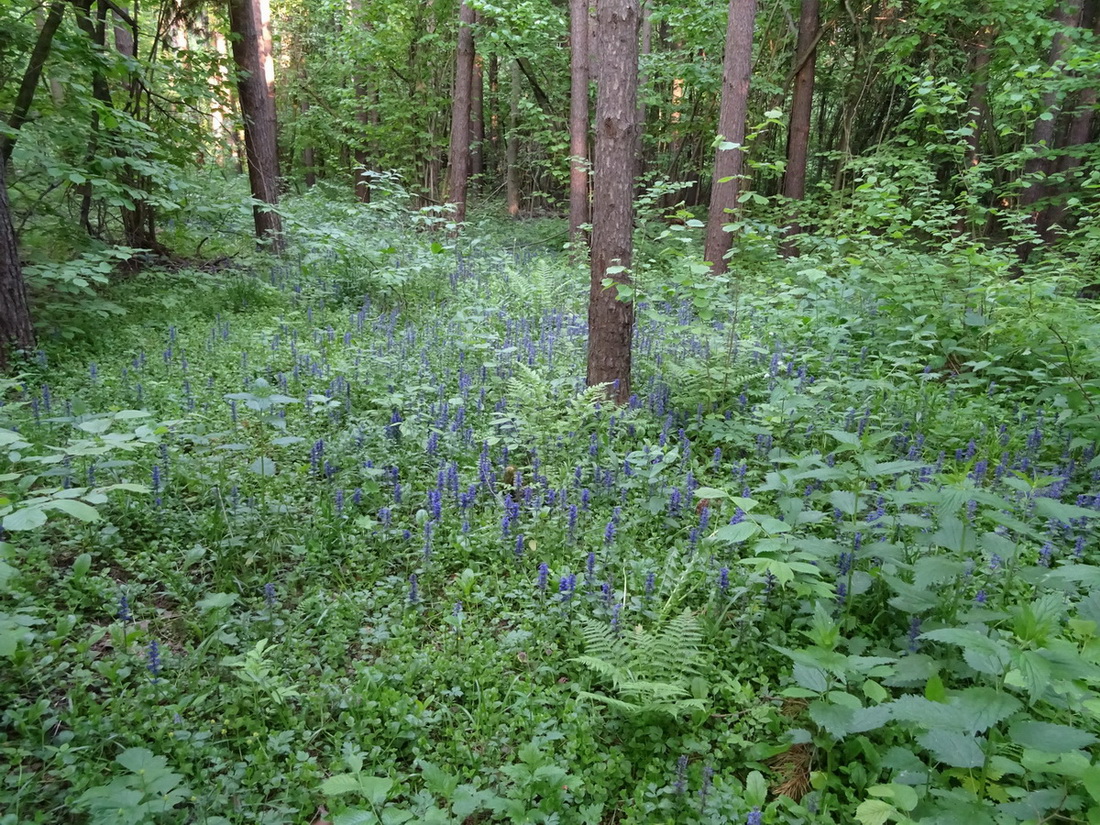 Image of Ajuga reptans specimen.