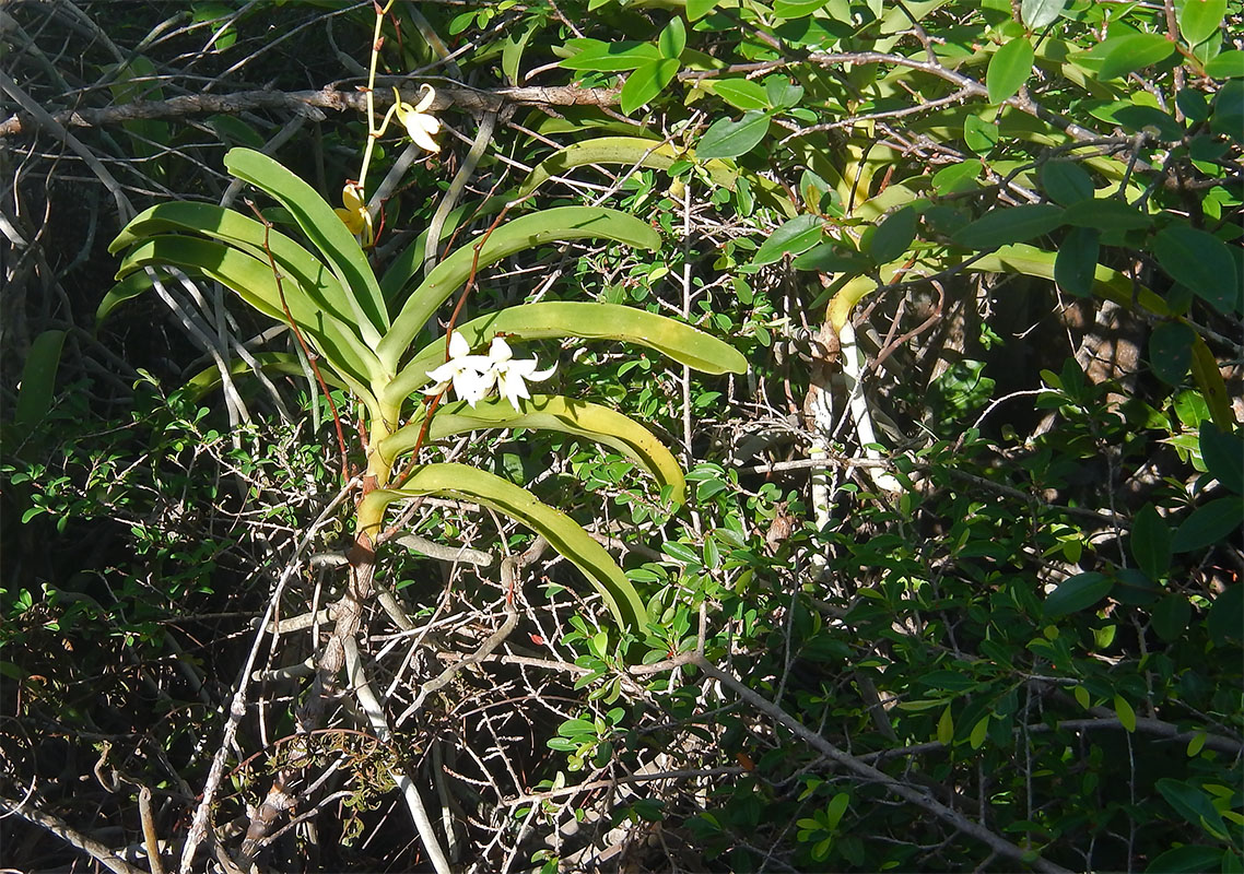 Image of familia Orchidaceae specimen.